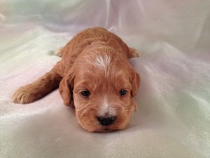 Red Female Cockapoo Puppy for sale #1|Purebredpups has cockapoos for sale at lower Prices than most Dog Breeders in New Jersey